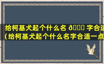 给柯基犬起个什么名 🐘 字合适（给柯基犬起个什么名字合适一点）